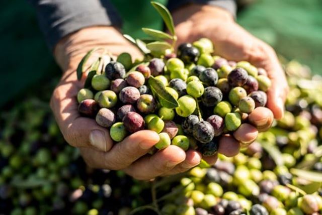 sagligagel-7-zeytin-1-incir-mucizesi-hakkinda-bilinmesi-gerekenler3