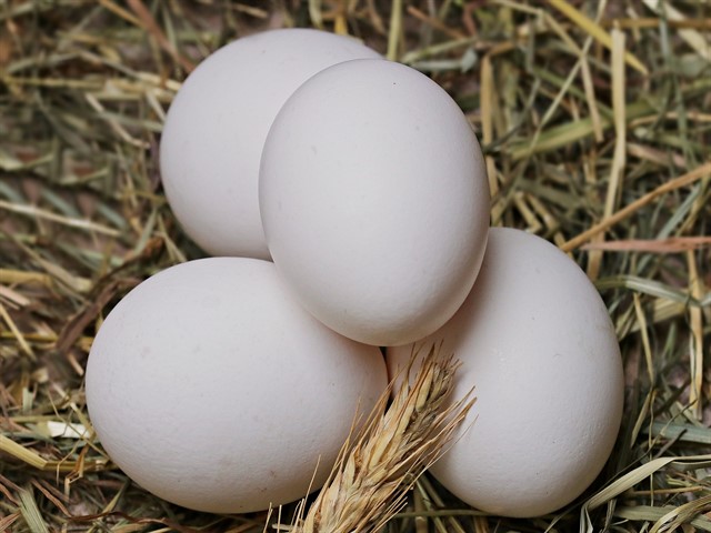 Yumurtanın Nasıl Üretildiğini Anlamak