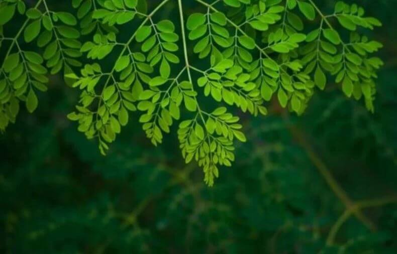 sagligagel-mucizevi-moringa-bitkisi-faydalari-nelerdir-2