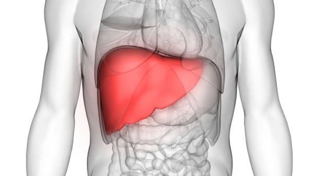 sagligagel-karaciger-buyumesine-ne-iyi-gelir56