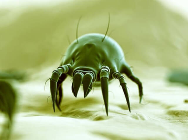 sagligagel-uyuz-ilac-isimleri-nedir-7