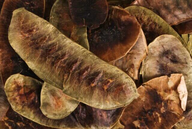 sagligagel-aclik-otu-nedir-3