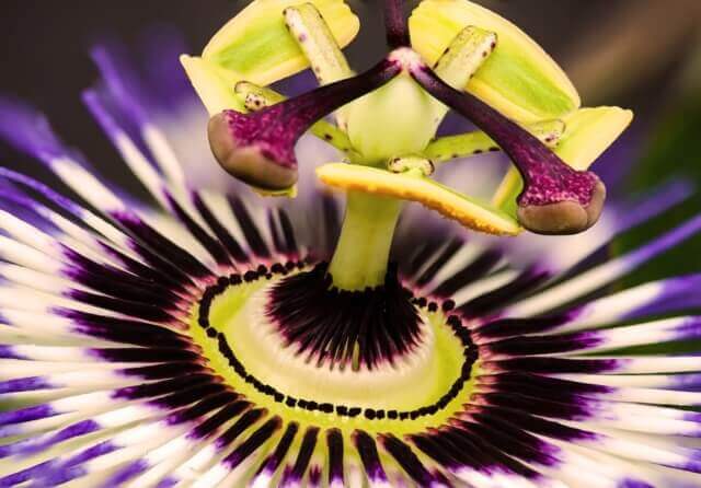 sagligagel-passiflora-ilac-nedir-2