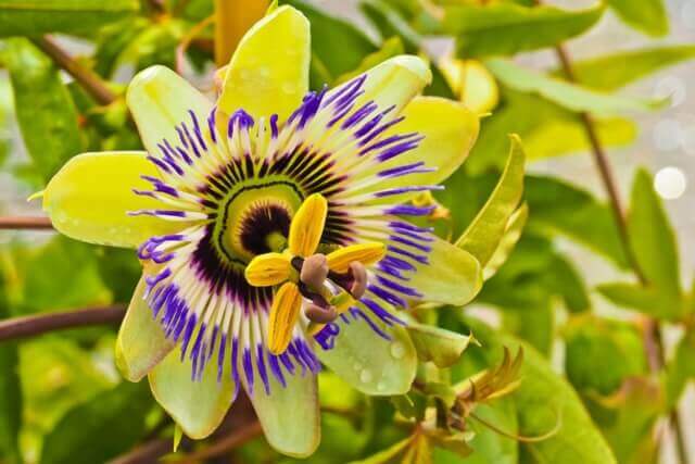 sagligagel-passiflora-ilac-nedir-4