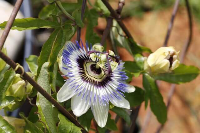 sagligagel-passiflora-ilac-nedir-7