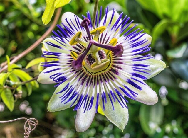 sagligagel-passiflora-ilac-nedir