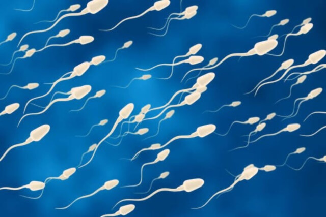 sagligagel-sperm-kalitesi-nasil-artar-3