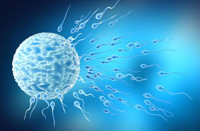 sagligagel-sperm-kalitesi-nasil-artar-4