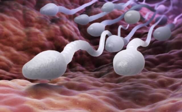 sagligagel-sperm-kalitesi-nedir-01