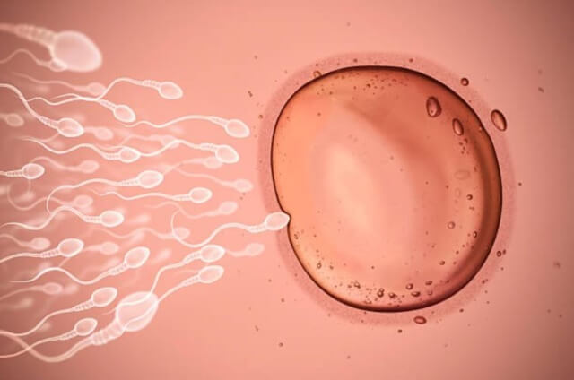 sagligagel-sperm-kalitesi-nedir-6