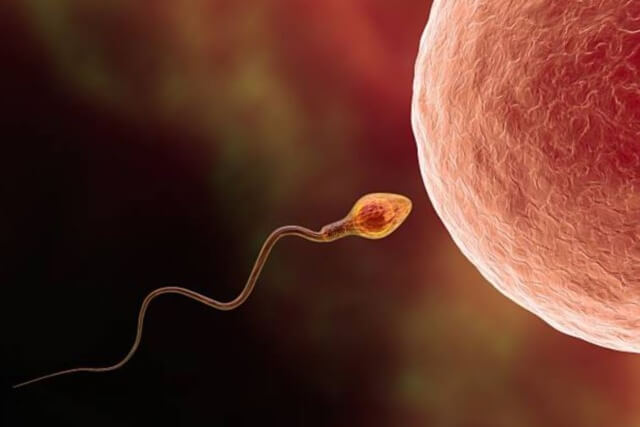 sagligagel-sperm-kalitesi-nedir-8