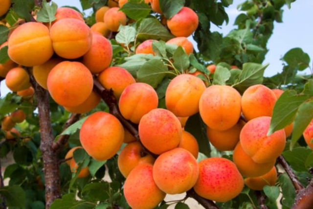 sagligagel-hamilelikte-kayisi-yemek-3