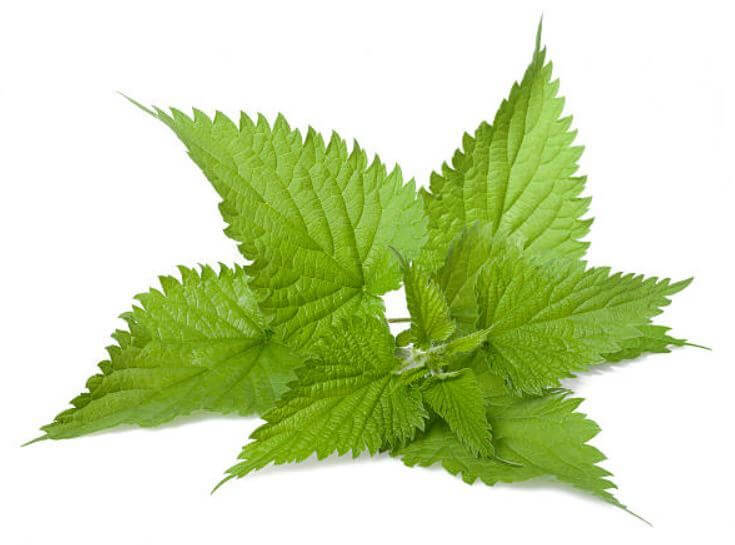 sagligagel-isirgan-otu-cayi-faydalari-7
