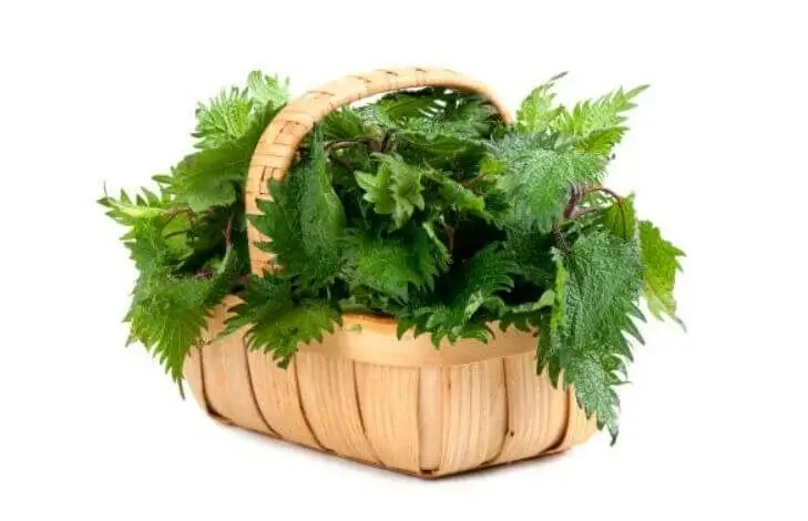 sagligagel-isirgan-otu-nasil-pisirilir-1