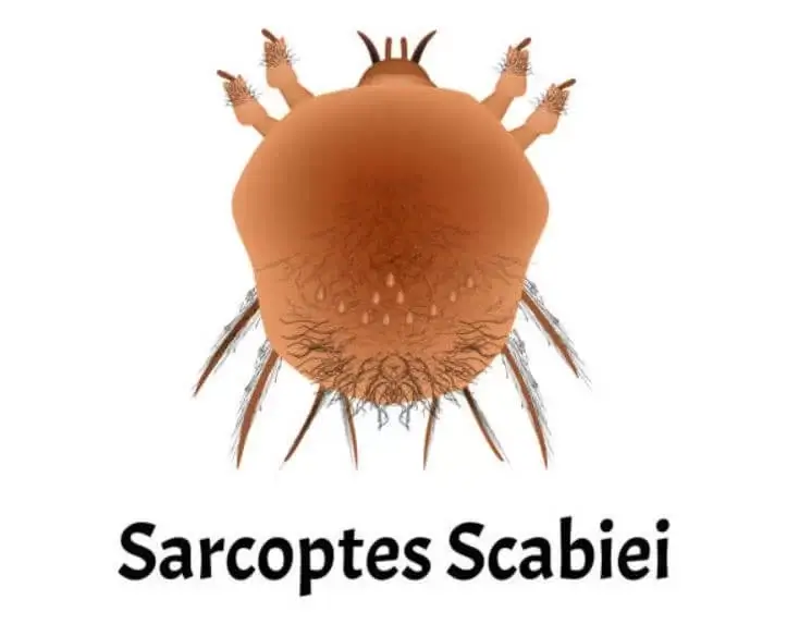 sagligagel-uyuz-sicak-mi-sever-soguk-mu-1