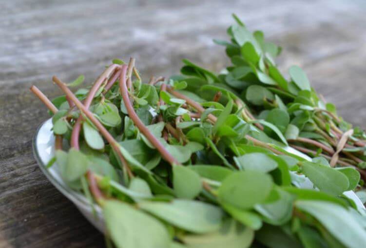 sagligagel-semizotunun-cinsel-guce-faydalari-3